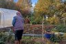 Миниатюра новости: Копеечный порошок рассыпаю осенью по всему огороду - томаты, перцы и картофель прут как на дрожжах