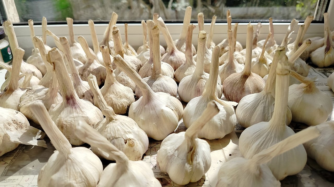 Главная картинка новости: Не сажаю озимый чеснок, не посмотрев на березу: «называет» лучший день для посадки — проверенная годами примета