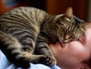 Почему кошки спят на человеке? Ученые наконец-то разгадали эту тайну - рассказываем