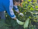 Соседи втихаря перебрасывали ко мне через забор кабачки, а потом обиделись, что я их пустила в компост, а не съела - ору-то было