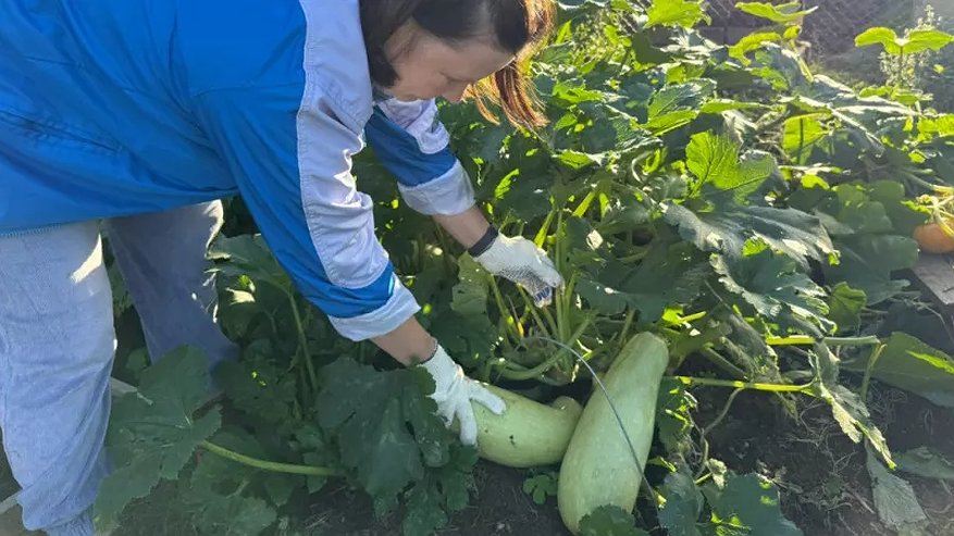 Главная картинка новости: Соседи втихаря перебрасывали ко мне через забор кабачки, а потом обиделись, что я их пустила в компост, а не съела - ору-то было