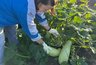 Миниатюра новости: Соседи втихаря перебрасывали ко мне через забор кабачки, а потом обиделись, что я их пустила в компост, а не съела - ору-то было