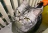 Миниатюра новости: Можно ли смешивать сухой и влажный корм для кошек в одной миске? Вот что говорят ветеринары