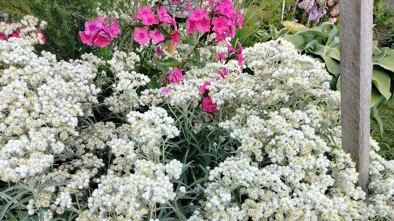 Главная картинка новости: Октябрьская посадка многолетников: 5 видов, которые гарантированно взойдут весной 2026 года