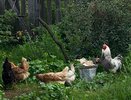 Пару пригоршней в миску - и куры несутся как угорелые: всю зиму собираем яйца ведрами