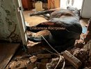 Костромские спасатели вызволили лошадь из подвала заброшенного здания