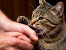 Почему кошка кусает руку, когда ее гладишь: зоологи все объяснили