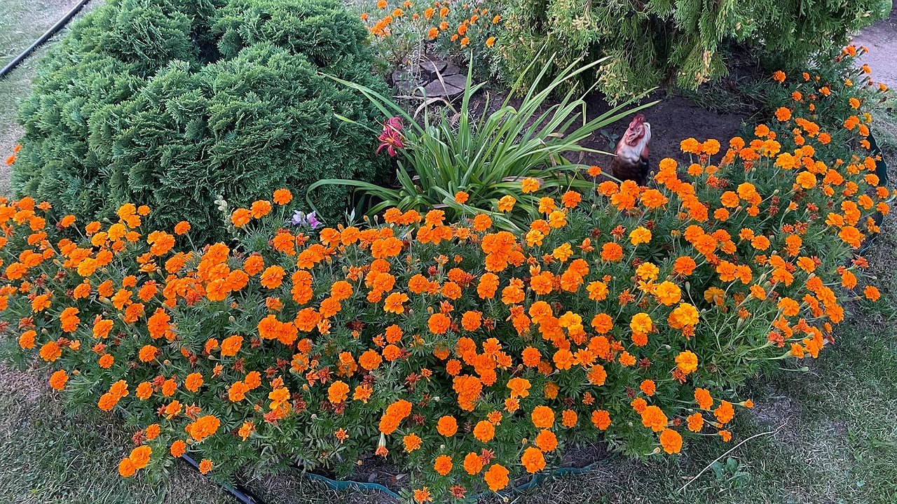 Главная картинка новости: Заменила бархатцы другим полезным цветком: поборола многих вредителей, вирусы и болезни в огороде
