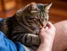 Почему ваша кошка бросается на ноги и кусает их? Зоологи все объяснили, а еще подсказали, что категорически нельзя делать в ответ