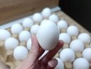 Хитрые продавцы выбирают яйца себе домой только так - запоминайте 2 приема