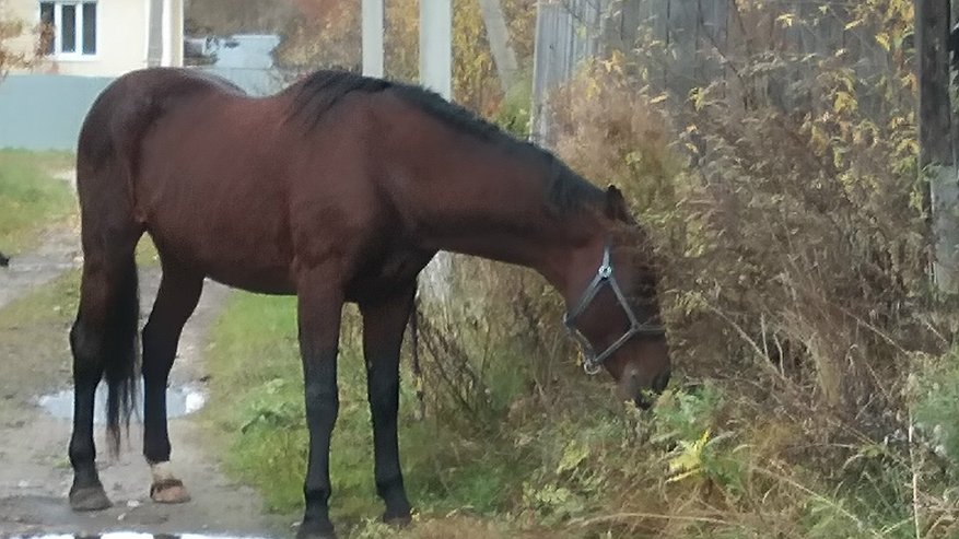 Главная картинка новости: В Макарьево Костромской области лошадь привязали к столбу посреди дороги