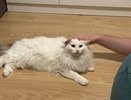 Питомец стал тихим и всё время мурчит? Это может быть не умиление, а тревога: как распознать беду вовремя
