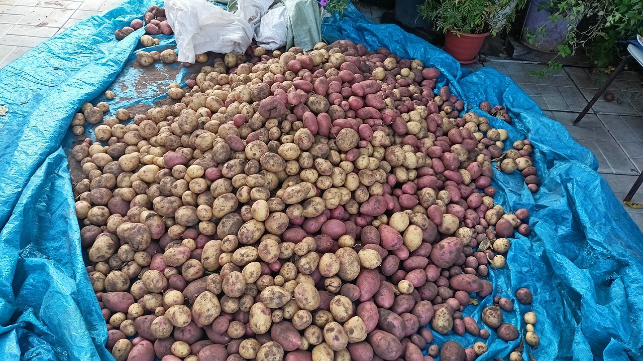 Главная картинка новости: Не прорастет даже в очень сыром погребе: кладу 1 веточку в ящики с картошкой — ни единого ростка до самой весны