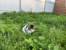 Почему нельзя кормить кошек у подъезда, даже если очень жалко: сердобольные бабушки только вредят