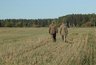 Миниатюра новости: В Костромской области победили золотистую картофельную нематоду на 120 гектарах