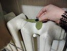 С первыми холодами кладу лист лавра на батарею — и живу без бед: вот что происходит — вся семья замечает разницу