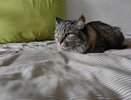 Как кошки выбирают, с кем спать из хозяев: что влияет на их решение - запомните раз и навсегда