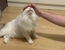 Последний путь: как ведут себя кошки незадолго до смерти и как хозяину им помочь