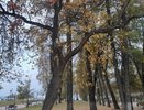 В Костроме горожане бьют тревогу из-за неправильной обрезки деревьев и состояния Шаговского пруда