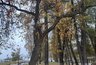 Миниатюра новости: В Костроме горожане бьют тревогу из-за неправильной обрезки деревьев и состояния Шаговского пруда