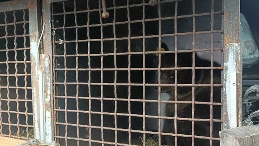 Главная картинка новости: Медвежата-сироты вернулись в Костромскую область из реабилитационного центра