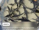 В Костромской области в Волгу выпустили последнюю партию мальков стерляди