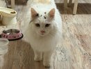 Как правильно подобрать кошачий корм? Советует котозаводчик Иванова: простые тесты и советы