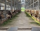 В Костроме два животноводческих комплекса подтвердили статус племенных хозяйств
