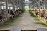 Миниатюра новости: В Костроме два животноводческих комплекса подтвердили статус племенных хозяйств