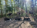 Единственная в России лосиная ферма в Костроме: как живут и помогают людям уникальные животные