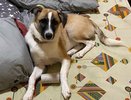 Не грызут мебель и не воняют псиной: три самые аккуратные породы собак - идеальны для квартиры