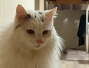 Холодно ли кошкам зимой на улице и как они переносят холод?