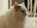 "Не травите этим кошек": в Роскачестве назвали наихудшие марки корма для питомцев