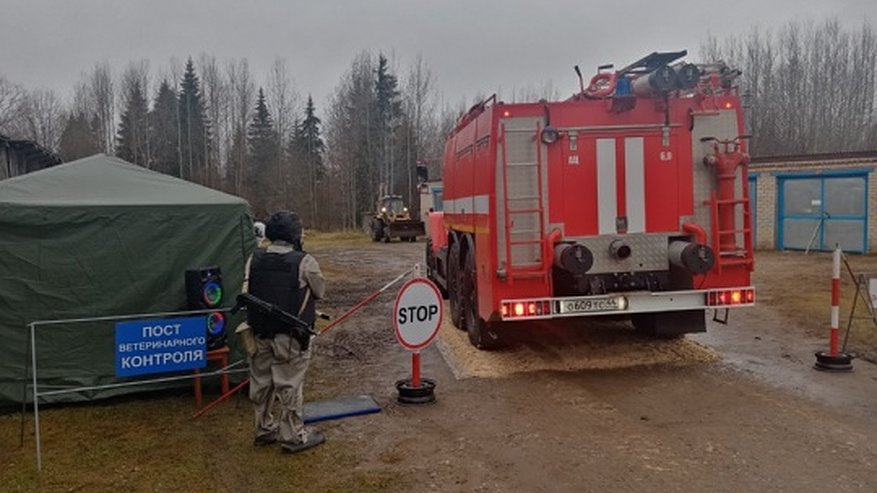 Главная картинка новости: В Костромской области ликвидировали условный очаг африканской чумы свиней