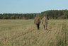 Миниатюра новости: В Костроме расширили карантинную зону из-за ясеневой изумрудной златки