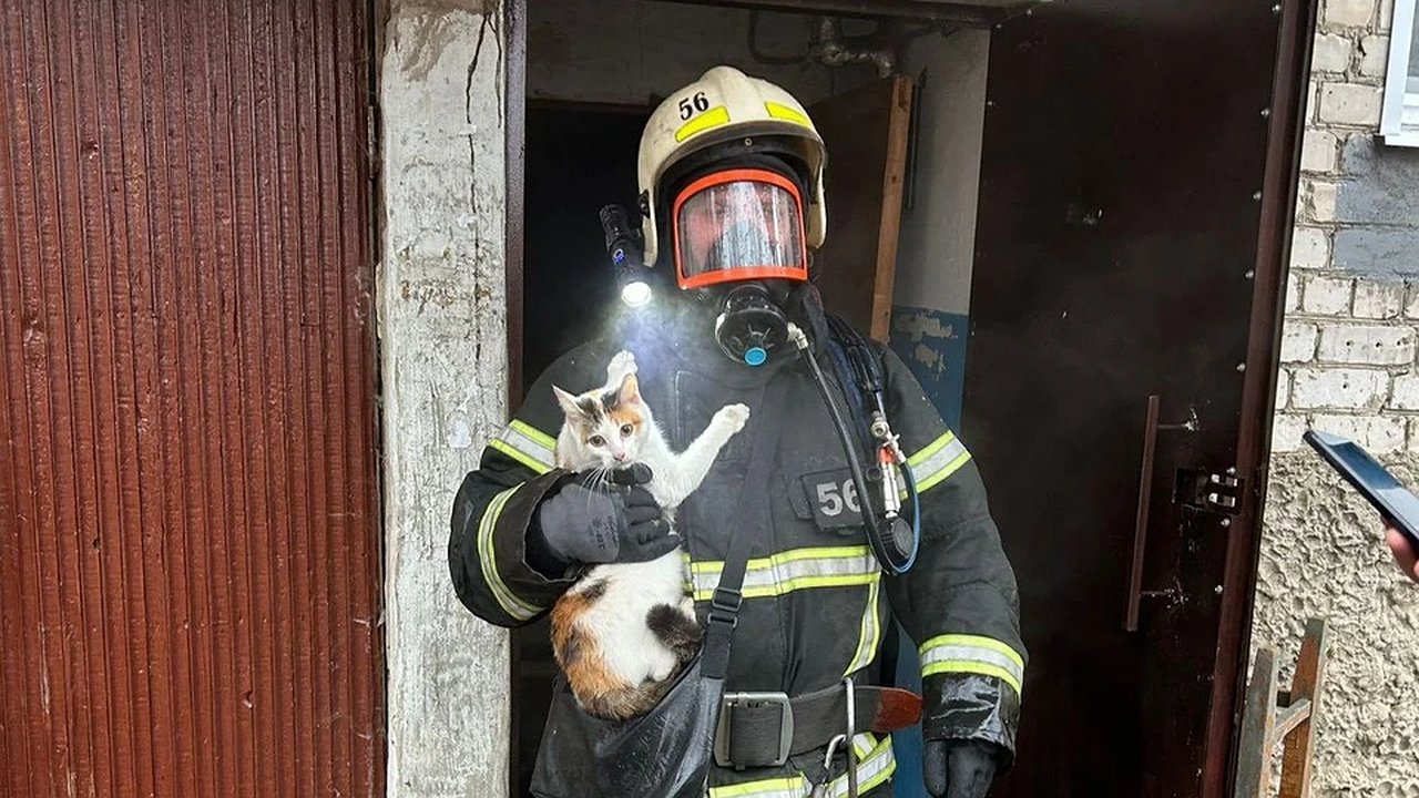 Главная картинка новости: Костромские пожарные вынесли кошку из охваченной пламенем квартиры