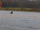 В Костроме спасатели помогли лосю переплыть Волгу