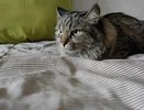 Как кошки выбирают, с кем спать из хозяев: что влияет на их решение - запомните это раз и навсегда