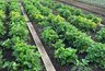 Миниатюра новости: Нашел сокровище под ногами: разбрасываю осенью по грядкам — и весной земля сама дышит, как чернозем, жирная и питательная