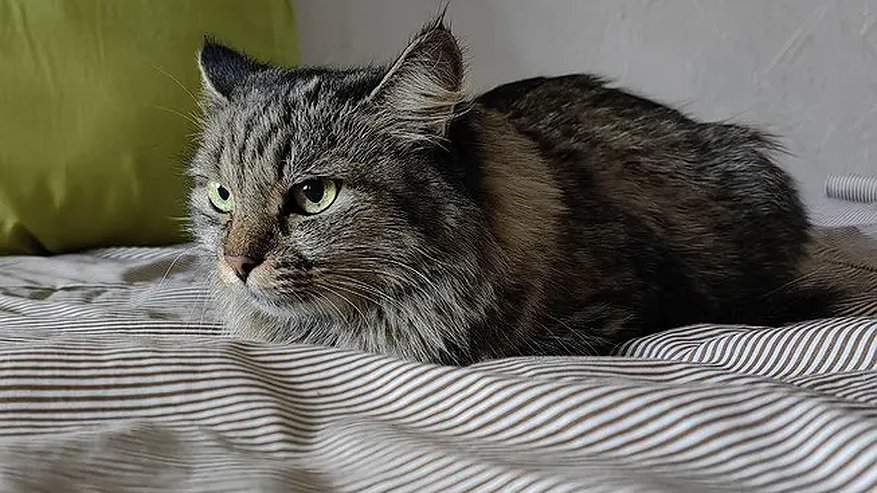 Главная картинка новости: Как кошки выбирают, с кем спать из хозяев: что влияет на их решение - запомните это раз и навсегда