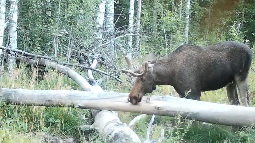 Главная картинка новости: Фотоловушки в Костромском заповеднике показали, как животные посещают "лесные столовые"