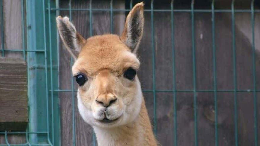 Главная картинка новости: Костромской зоопарк переходит на зимний режим работы