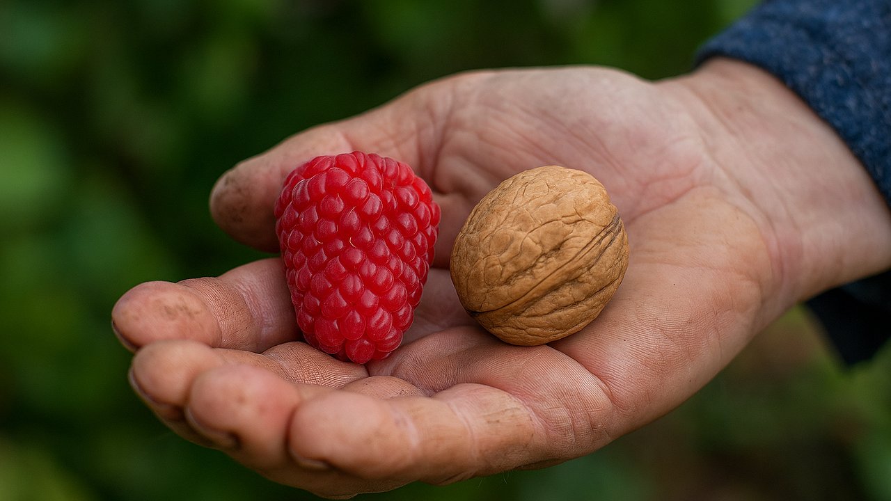 Главная картинка новости: В конце осени всегда "кормлю" малину этим аптечным порошком за 30 рублей: ягоды крупные, размером с грецкий орех