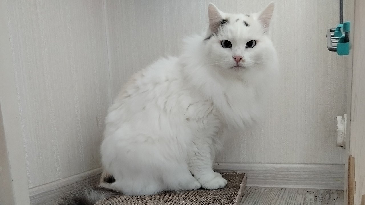 Главная картинка новости: Как кошка выбирает, кого из семьи любить сильнее: это обязан знать каждый владелец пушистика