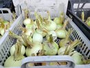 Гниёт лук к январю? Один приём, и урожай лежит до апреля без потерь: делюсь своим многолетним опытом