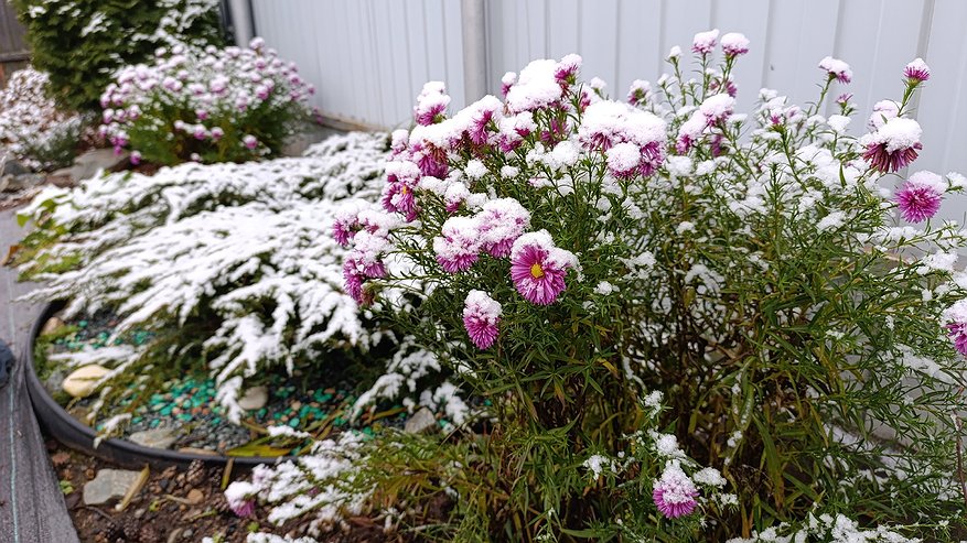 Главная картинка новости: Посейте сейчас — и весной забудете про рассаду: 4 дивных и ароматных цветка, которые обожают холод