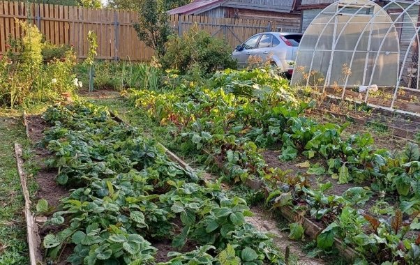 Соседка показала лайфхак: как подготовить грядки к зиме за 5 минут и не брать в руки лопату