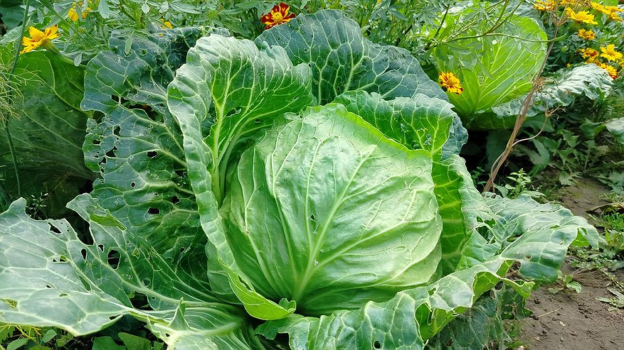 Главная картинка новости: Капусту квашу только в эти дни: проверенный лунный рецепт ноября 2025 - получается хрустящей, вкусной и ароматной