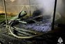 Миниатюра новости: В костромском СНТ сгорел дачный дом: МЧС назвало вероятную причину