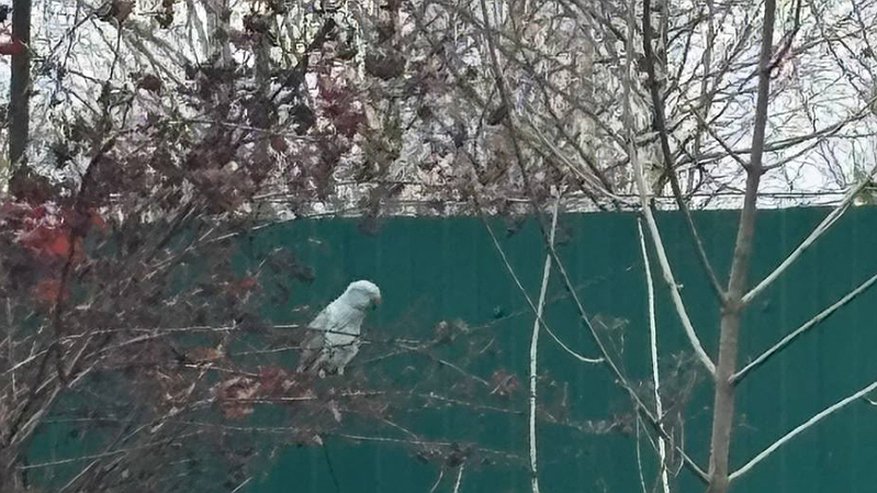 Главная картинка новости: Экзотического беглеца спасли в Костроме: попугай пережил уличные морозы